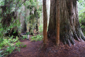 Redwoods Loop trail