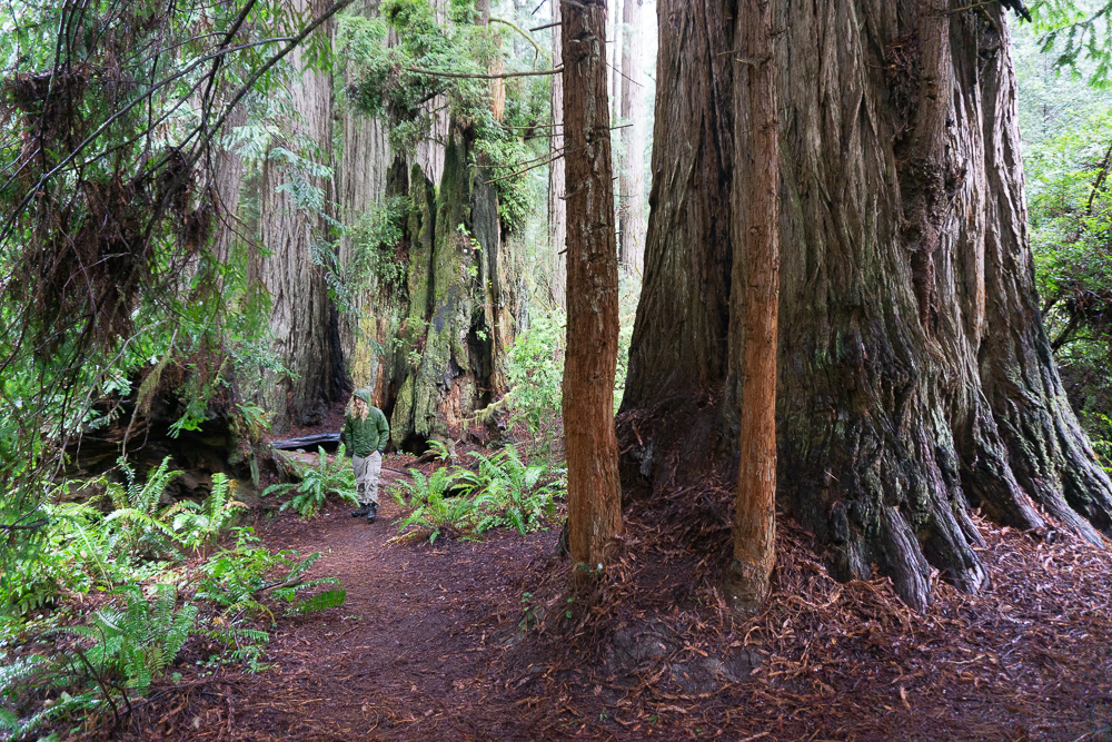 Redwoods Loop trail
