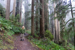 Redwoods Loop trail