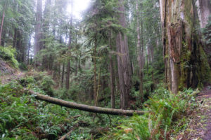 Redwoods Loop trail
