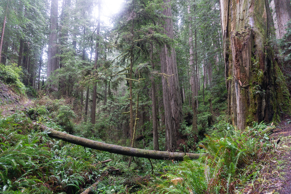 Redwoods Loop trail