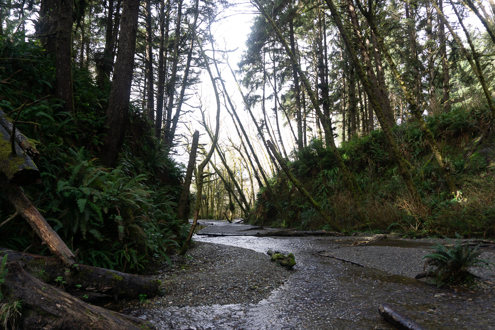 Fern Canyon