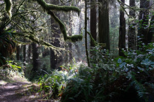 Redwoods Loop trail