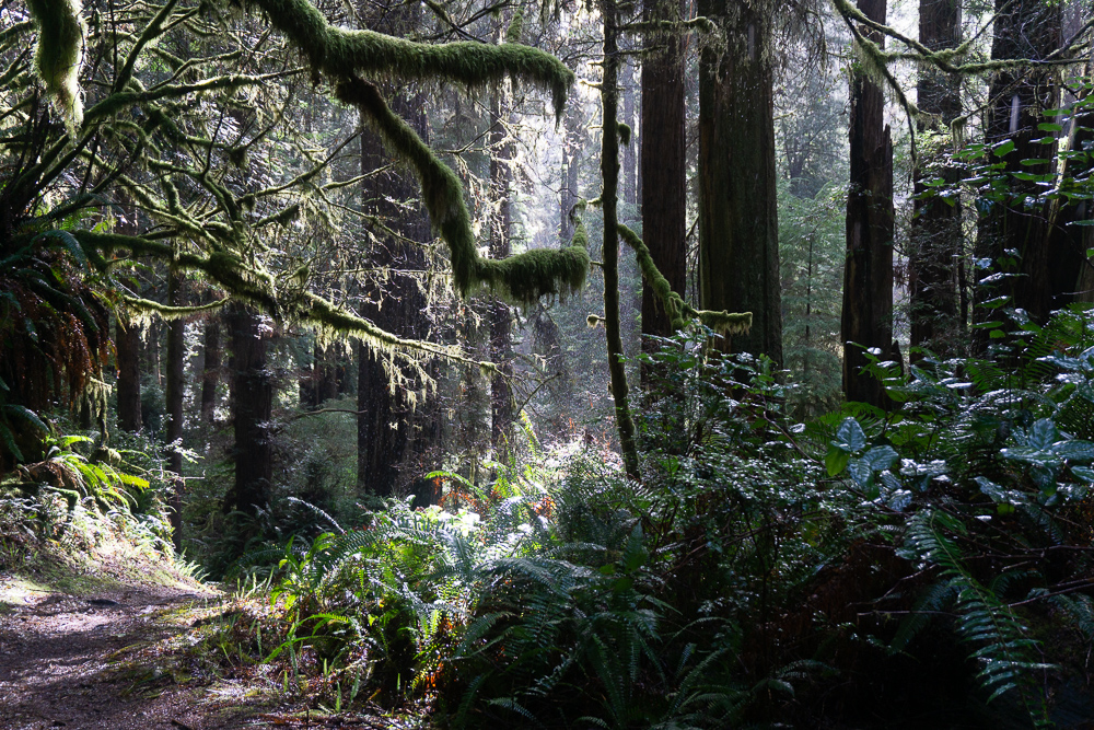 Redwoods Loop trail