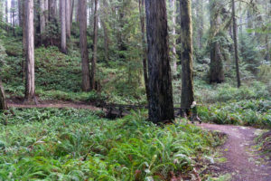 Redwoods Loop trail