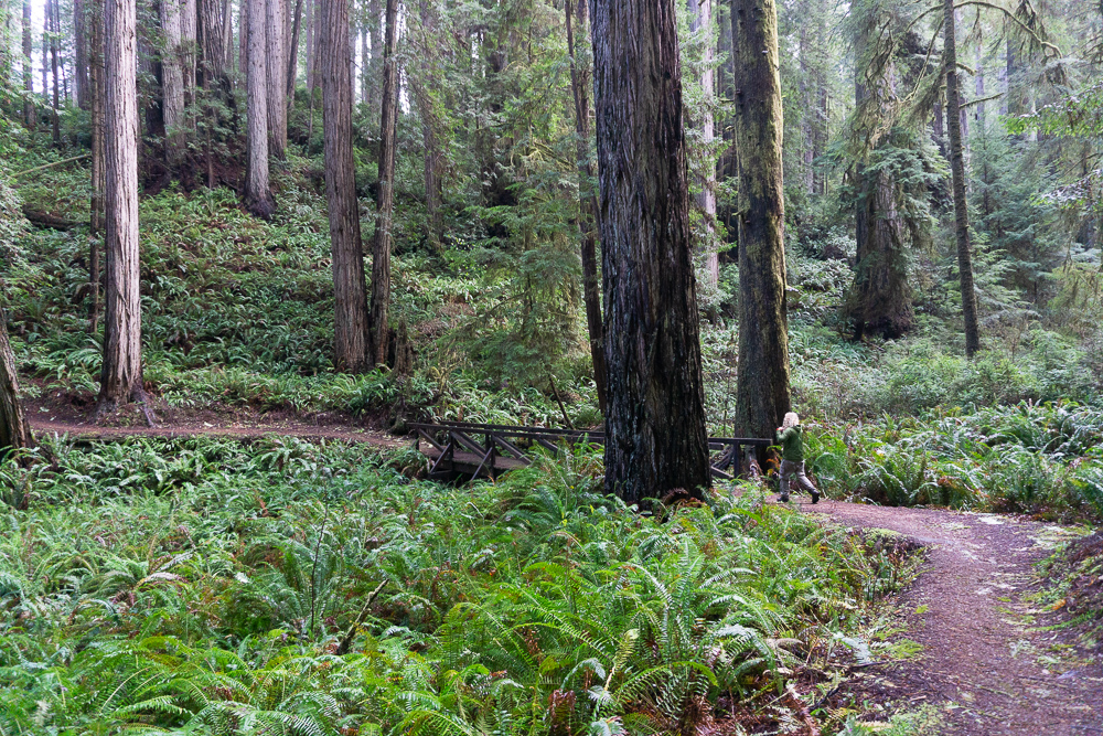 Redwoods Loop trail