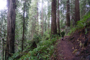 Redwoods Loop trail