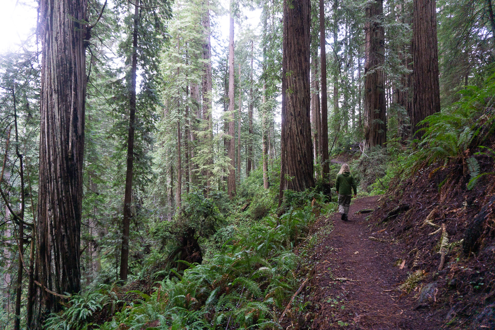 Redwoods Loop trail