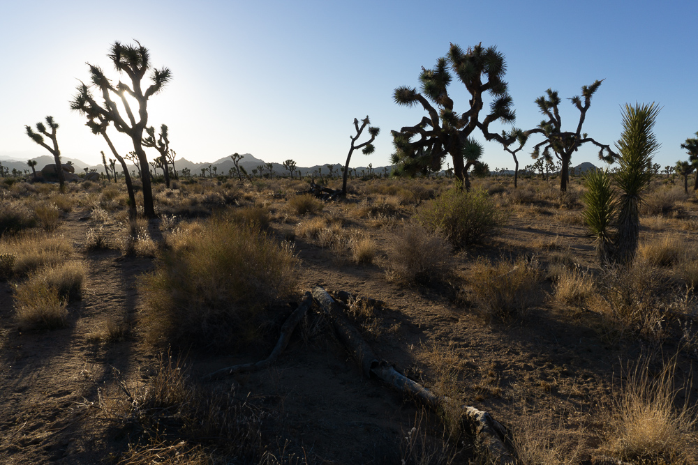 Backpacking the Boy Scout Trail, Joshua Tree National Park