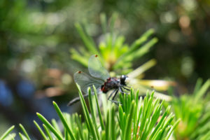 Young Lakes Yosemite National