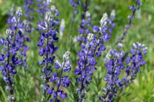 Young Lakes Yosemite National