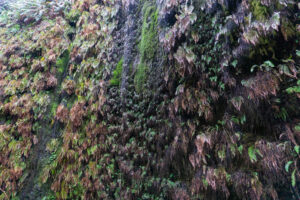 Redwood National Loop day-hike
