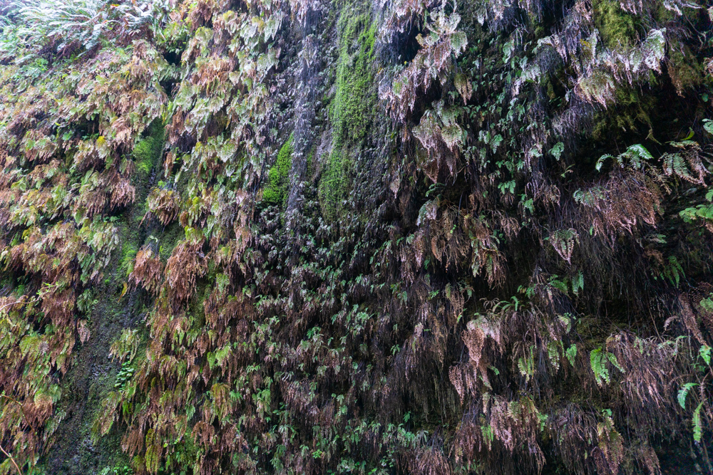 Redwood National Loop day-hike