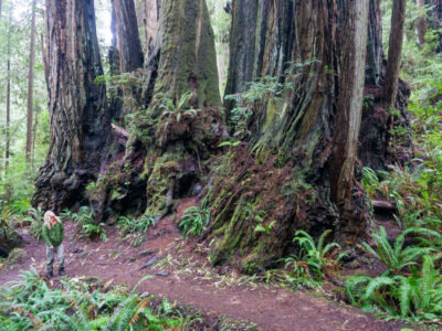 Redwood National Loop day-hike