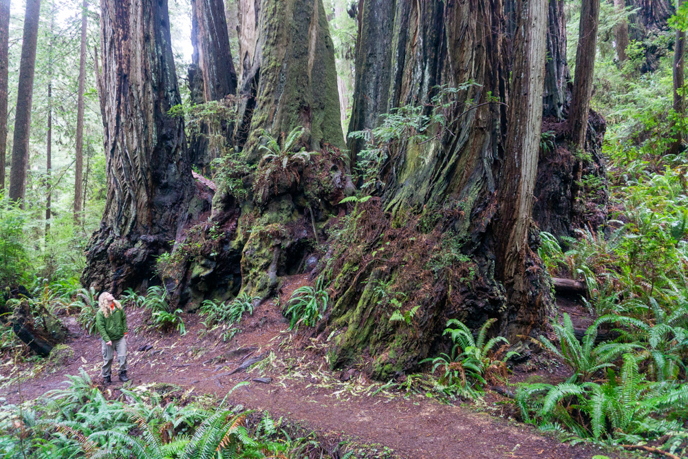 Redwood National Loop day-hike